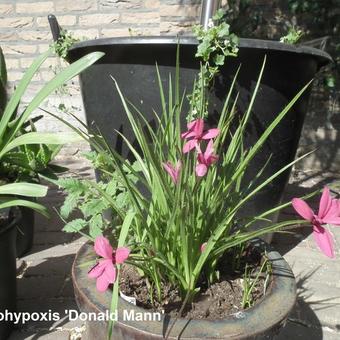 Rhodohypoxis 'Donald Mann'