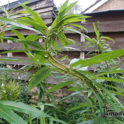 Salix udensis 'Sekka' - Salix udensis 'Sekka'