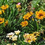 Gazania rigens 'Big Kiss White Flame' - 