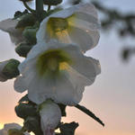 Alcea rosea 'Alba' - ROSE TRÉMIÈRE