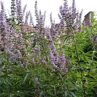 Vitex agnus-castus f. latifolia