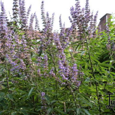 Vitex agnus-castus f. latifolia - 