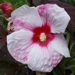 Hibiscus moscheutos 'Kopper King' - 