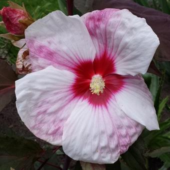 Hibiscus moscheutos 'Kopper King'