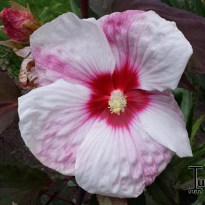 Hibiscus moscheutos 'Kopper King' - 