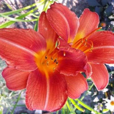 Hemerocallis 'Chicago Fire' - 