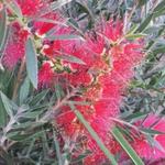 Callistemon masotti - 