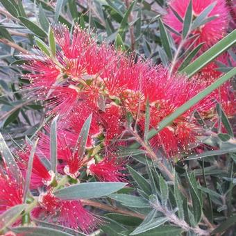 Callistemon masotti