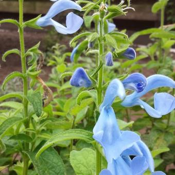 Salvia patens 'Cambridge Blue'