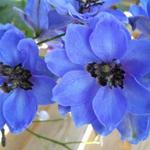 Delphinium 'Centurion Gentian Blue' - 