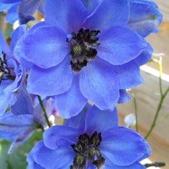 Delphinium 'Centurion Gentian Blue'