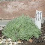 Rosularia chrysantha 'Pooh Bear'   - 