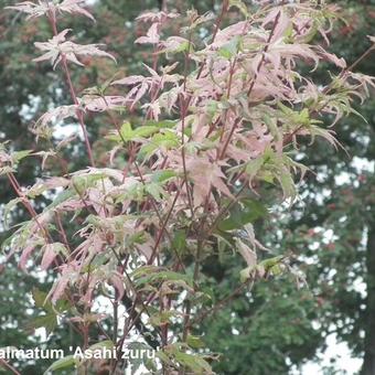 Acer palmatum 'Asahi zuru'