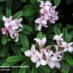 Daphne x susannae 'Anton Fahndrich' - 