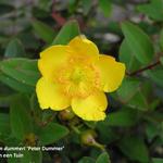 Hypericum x dummeri 'Peter Dummer' - 