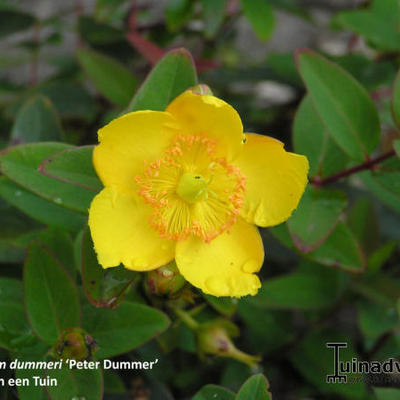 MILLEPERTUIS 'PETER DUMMER' - Hypericum x dummeri 'Peter Dummer'