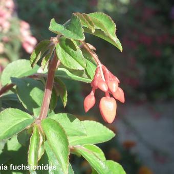 Begonia fuchsioides