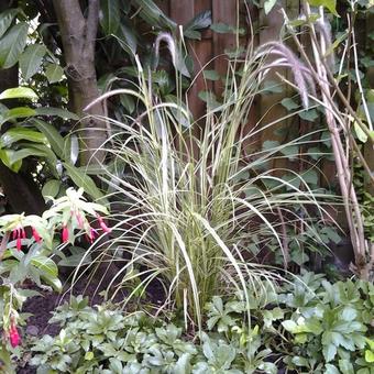 Pennisetum advena 'Sky Rocket'