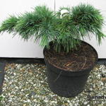 Cedrus libani 'Hedgehog' - 