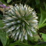 Echinops bannaticus - Banater Kugeldistel