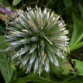 Echinops bannaticus