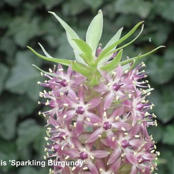 Eucomis comosa 'Sparkling Burgundy'