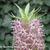 Eucomis comosa 'Sparkling Burgundy'