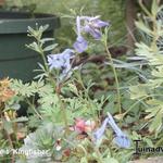 Corydalis 'Kingfisher' - 