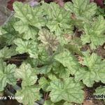 Heuchera 'Venus' - 