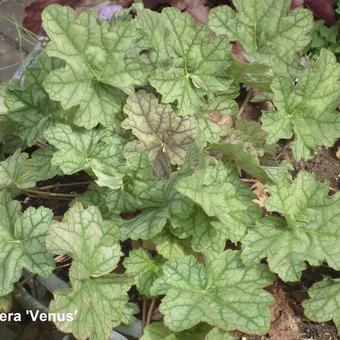 Heuchera 'Venus'