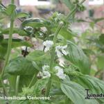 Ocimum basilicum 'Genovese' - 