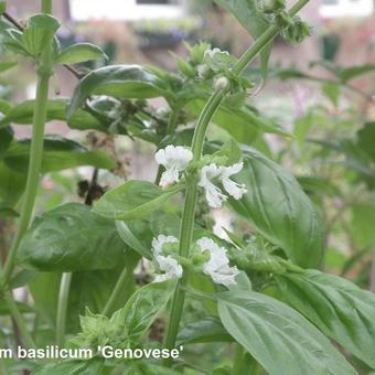 Ocimum basilicum 'Genovese'