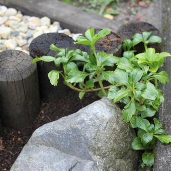 Pachysandra terminalis 'Green Sheen'