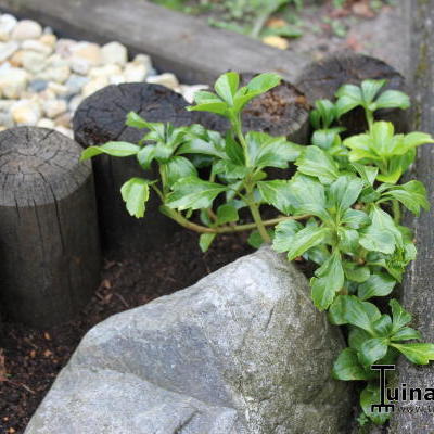 Pachysandra terminalis 'Green Sheen'