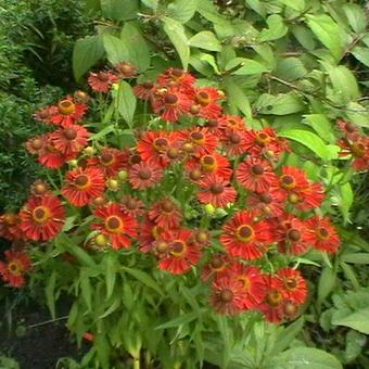 Helenium autumnale MARIACHI 'Siesta'