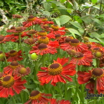 Helenium autumnale MARIACHI 'Siesta' - Helenium autumnale MARIACHI 'Siesta'