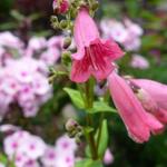 Penstemon 'Hewell Pink Bedder' - 