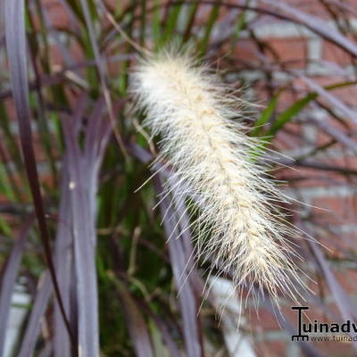 Pennisetum advena 'Rubrum'