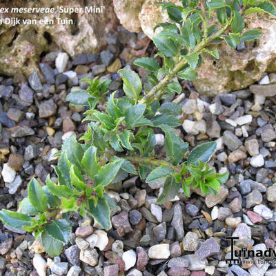 Ilex x meserveae 'Super Mini' - 