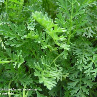 Erodium absinthoides var. armenum