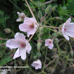 Erodium absinthoides var. armenum - 