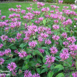 Monarda didyma 'Cherokee' - 