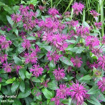 Monarda 'On Parade'