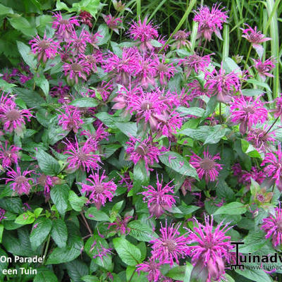 Monarda 'On Parade'