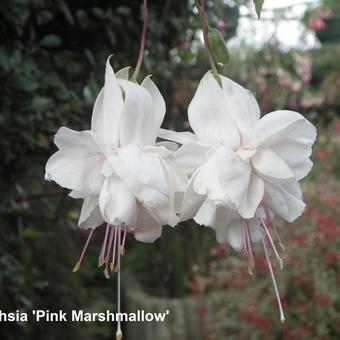 Fuchsia 'Pink Marshmallow'