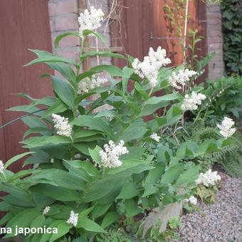 Maianthemum japonicum