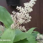 Maianthemum japonicum  - 