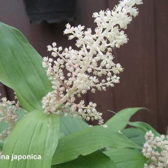 Maianthemum japonicum