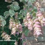 Origanum rotundifolium - Rundblättriger Dost