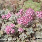 Sedum cyaneum 'Sachalin' - 